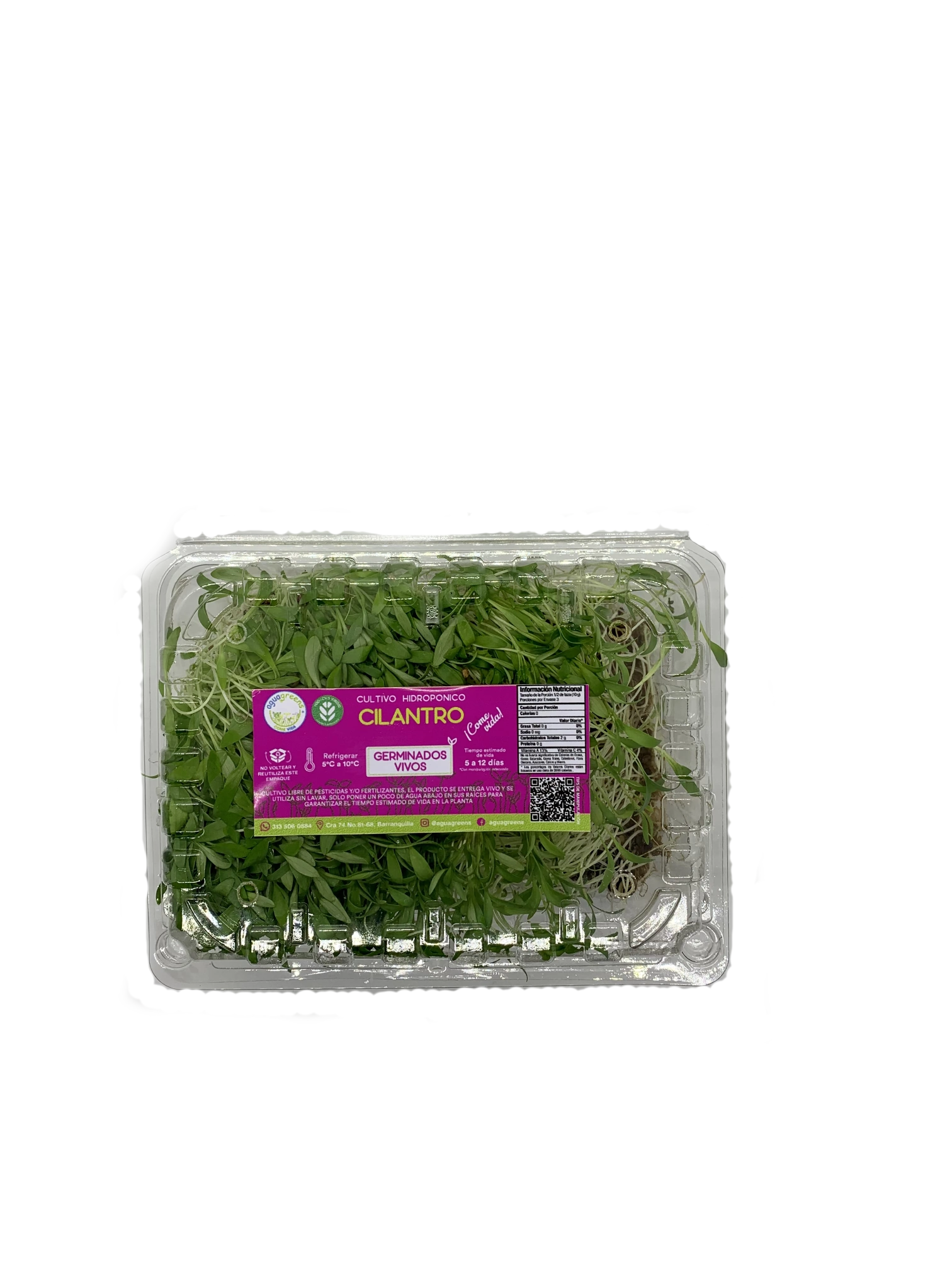 Germinado de Cilantro Mediano